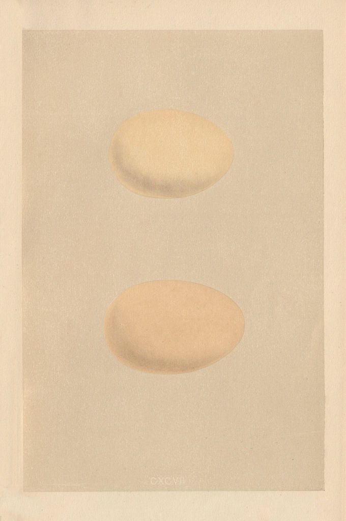 BRITISH BIRD EGGS. Scaup. Tufted Duck. MORRIS 1866 old antique print picture